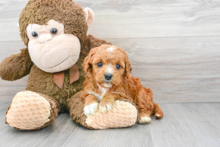 Popular Cavapoo Poodle Mix Pup
