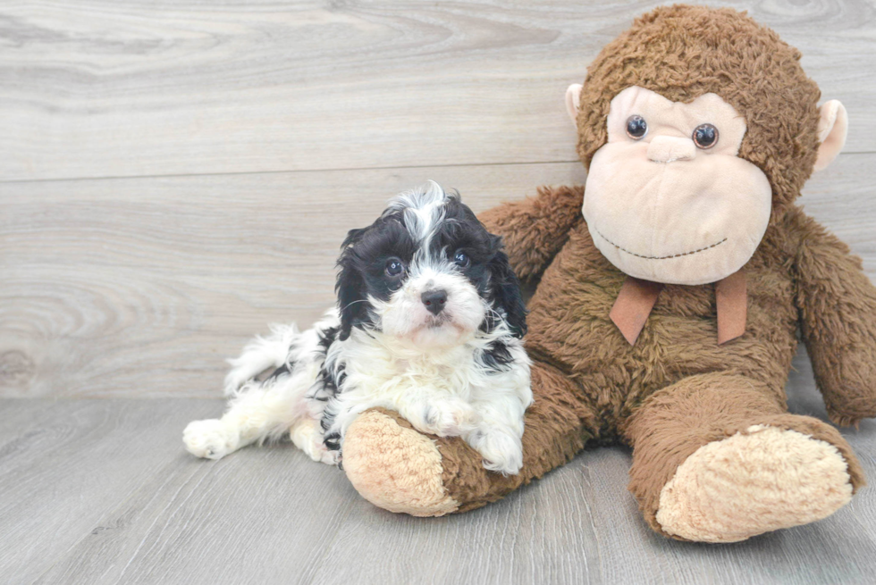 Cavapoo Pup Being Cute