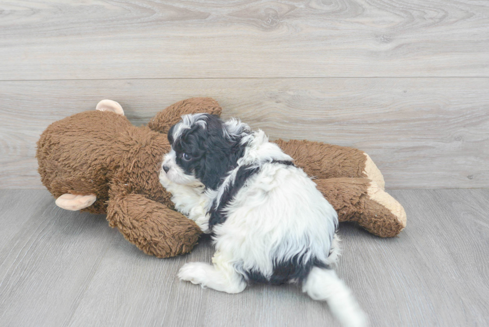 Best Cavapoo Baby