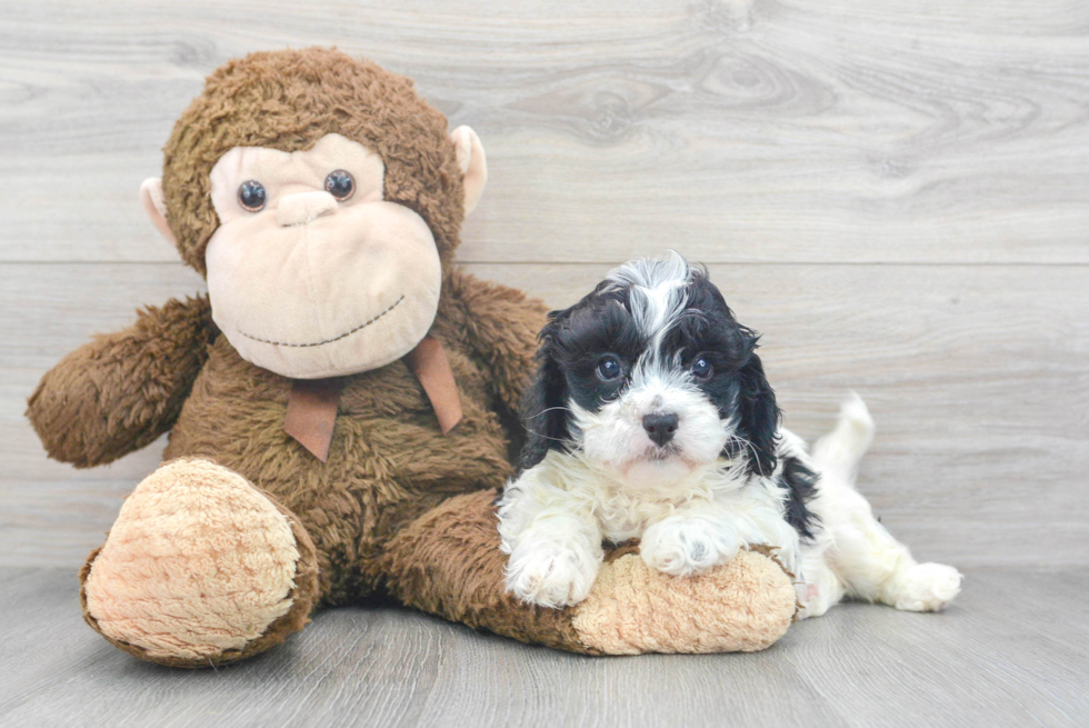 Happy Cavapoo Baby