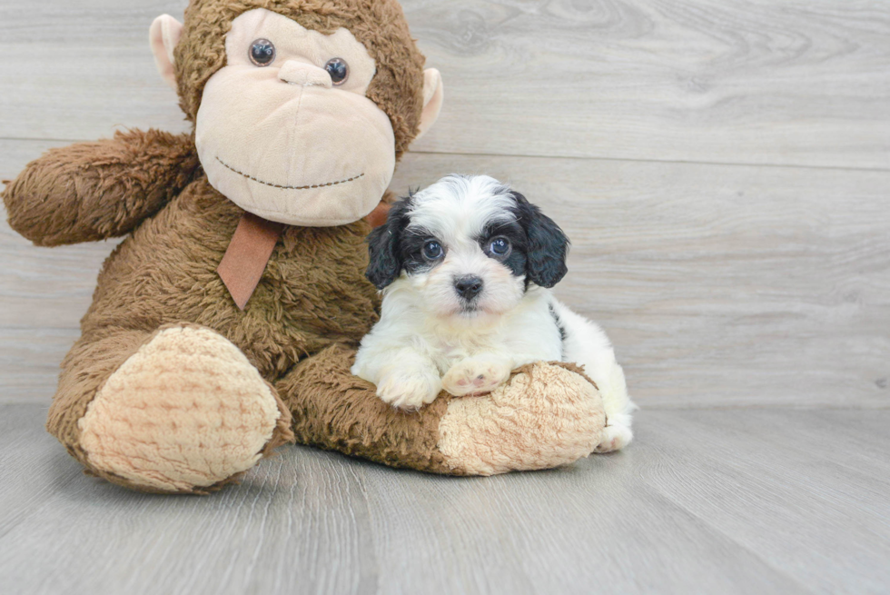 Energetic Cavoodle Poodle Mix Puppy