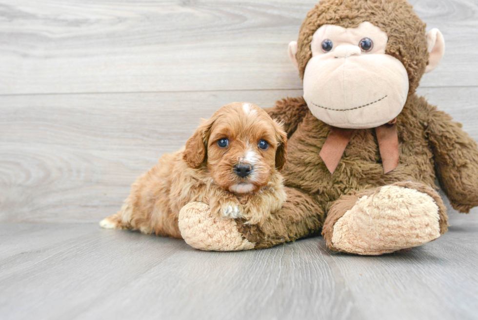 Funny Cavapoo Poodle Mix Pup