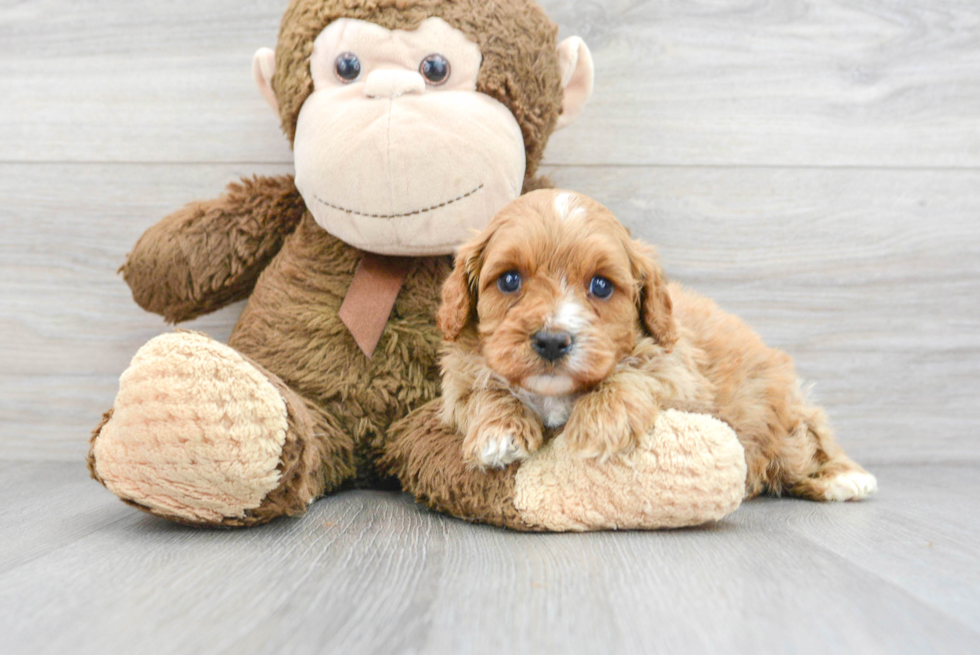 Small Cavapoo Baby