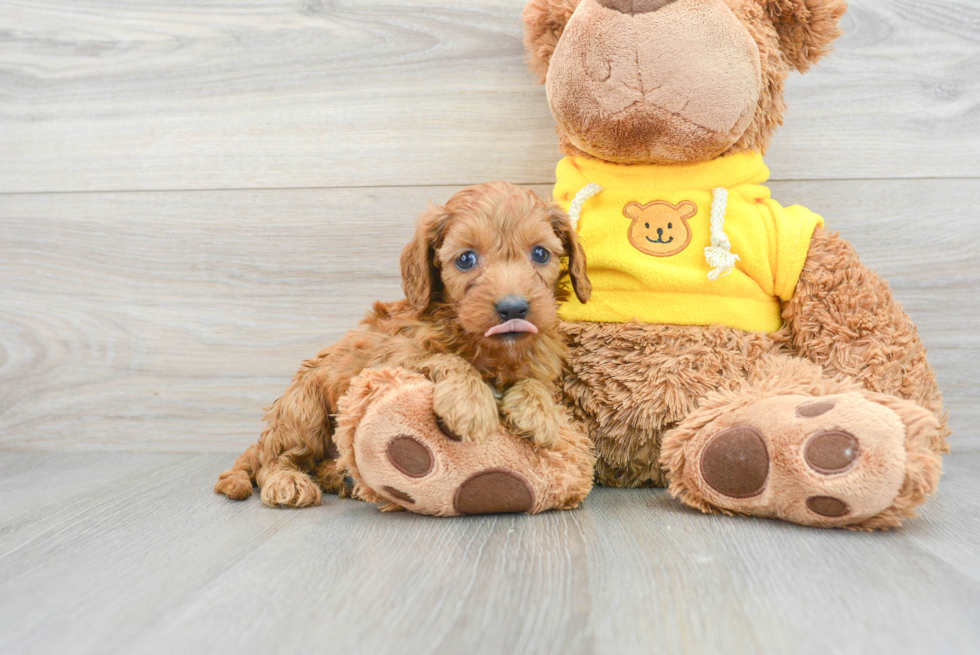 Petite Cavapoo Poodle Mix Pup