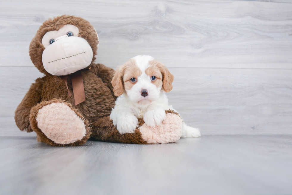 Best Cavapoo Baby