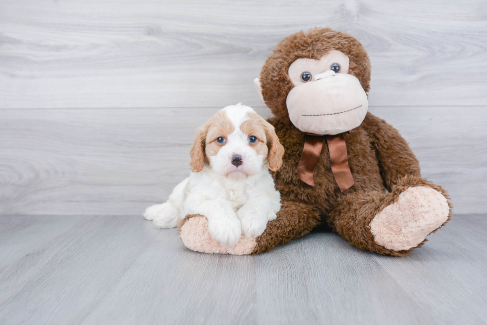 Cavapoo Puppy for Adoption