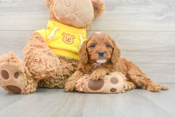 Cavapoo Pup Being Cute