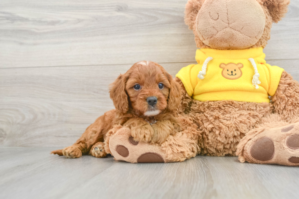 Adorable Cavoodle Poodle Mix Puppy