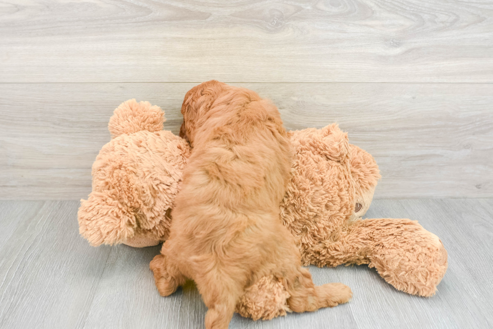 Small Cavapoo Baby