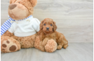 Playful Cavapoodle Poodle Mix Puppy