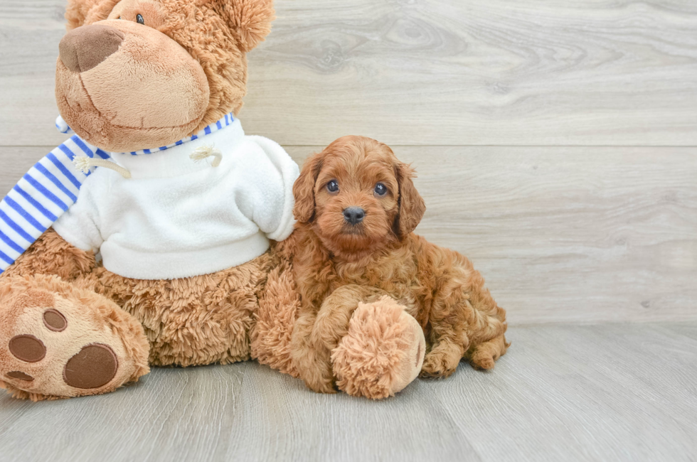 6 week old Cavapoo Puppy For Sale - Premier Pups