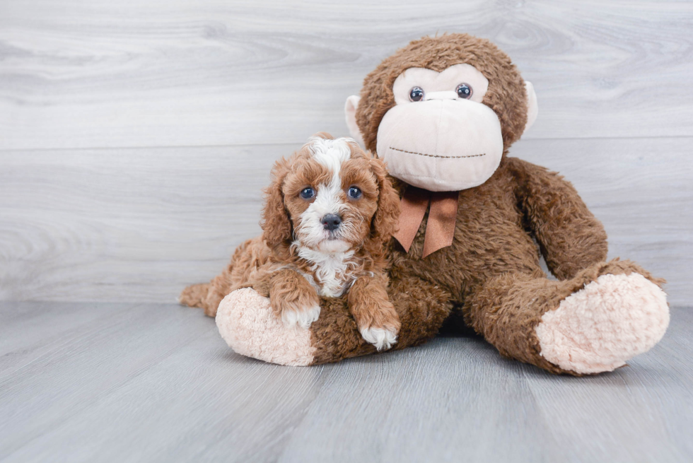 Energetic Cavoodle Poodle Mix Puppy