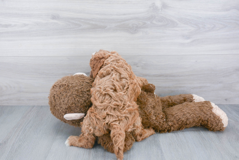 Cavapoo Puppy for Adoption