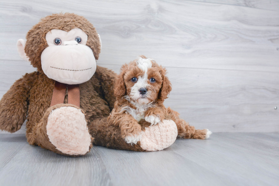 Happy Cavapoo Baby