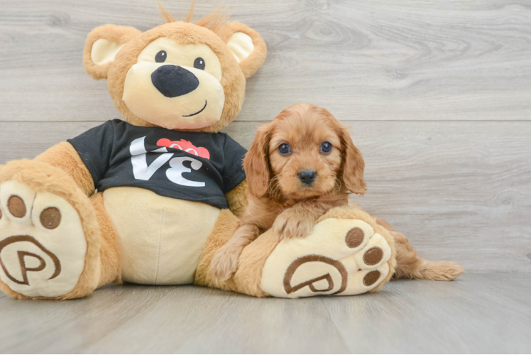 Fluffy Cavapoo Poodle Mix Pup