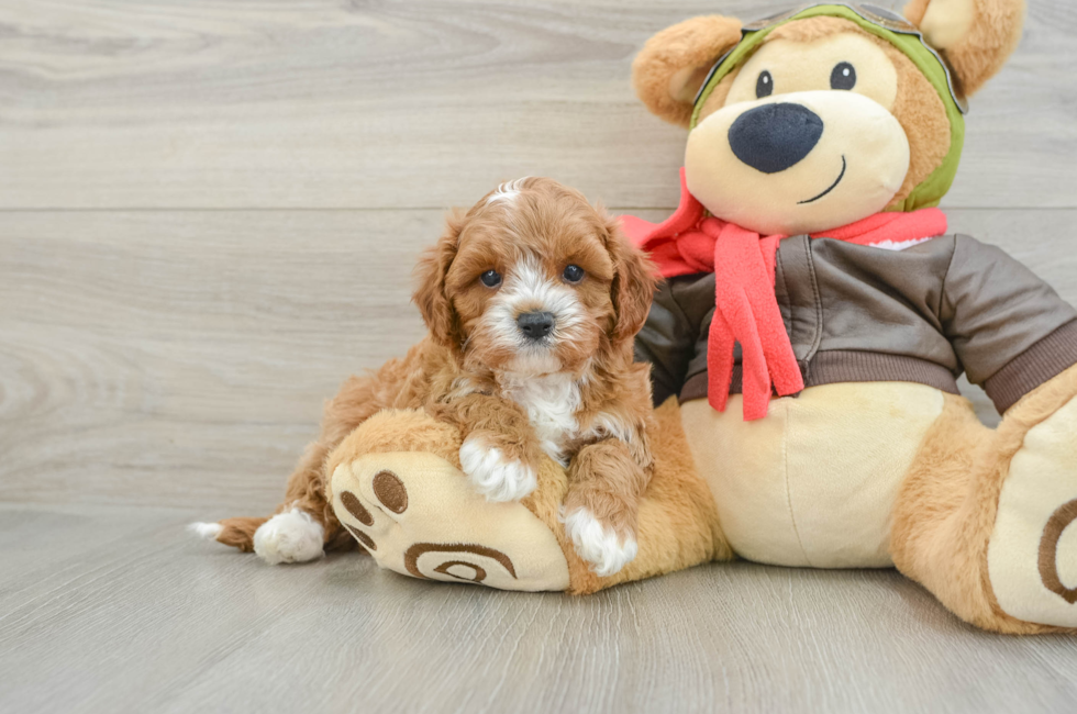 6 week old Cavapoo Puppy For Sale - Premier Pups