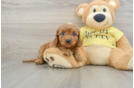 Cavapoo Pup Being Cute