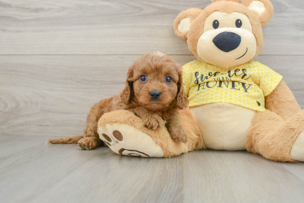 Cavapoo Pup Being Cute