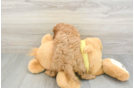 Cavapoo Pup Being Cute