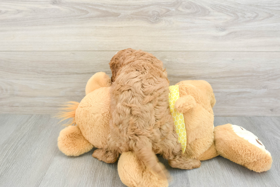 Cavapoo Pup Being Cute