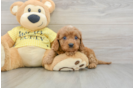 Best Cavapoo Baby