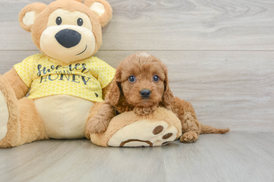 Best Cavapoo Baby