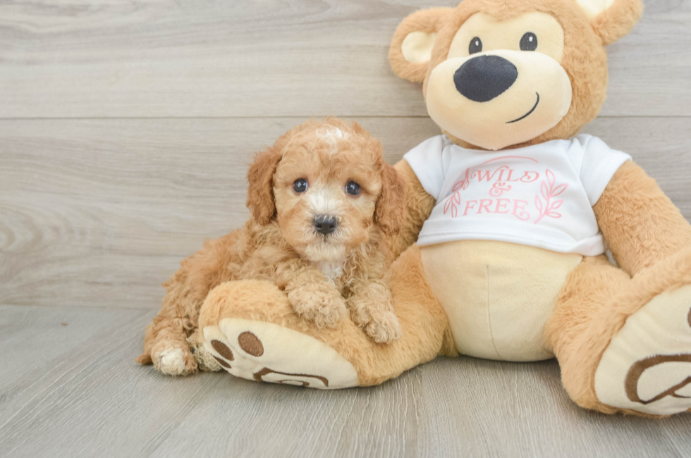6 week old Cavapoo Puppy For Sale - Premier Pups