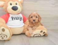 7 week old Cavapoo Puppy For Sale - Premier Pups