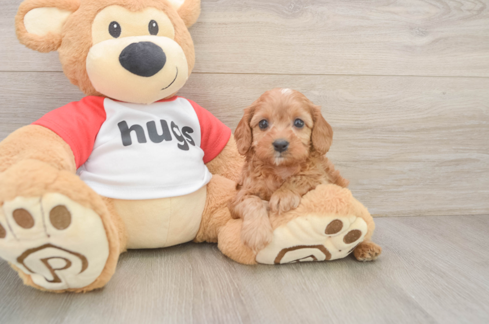6 week old Cavapoo Puppy For Sale - Premier Pups
