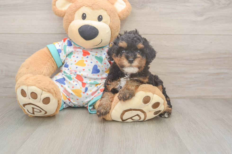 5 week old Cavapoo Puppy For Sale - Premier Pups