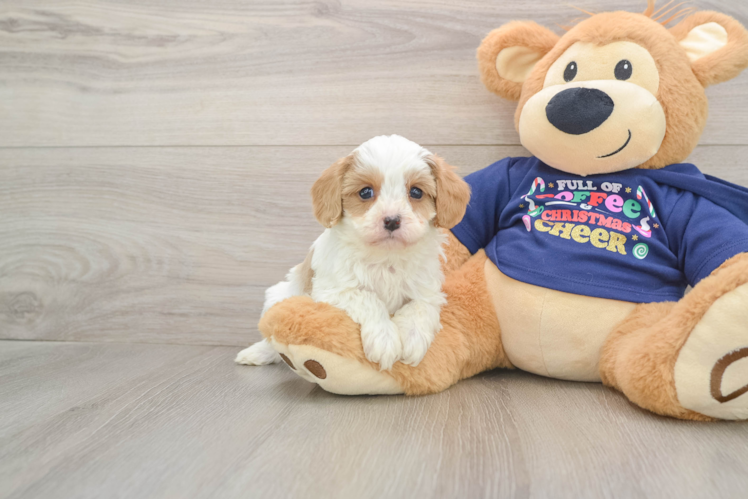 Hypoallergenic Cavadoodle Poodle Mix Puppy