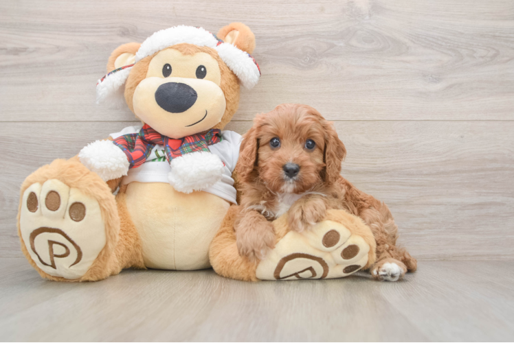 Friendly Cavapoo Baby