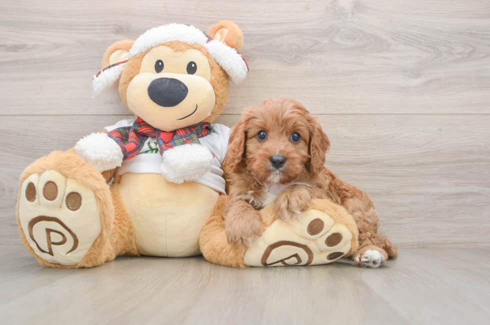 5 week old Cavapoo Puppy For Sale - Premier Pups