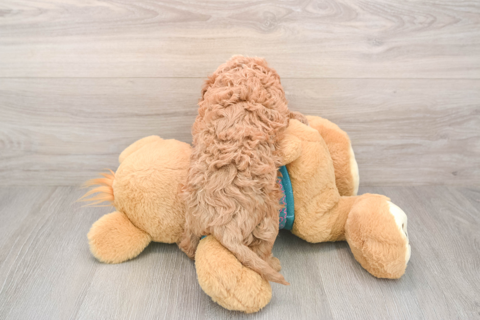 Cavapoo Pup Being Cute