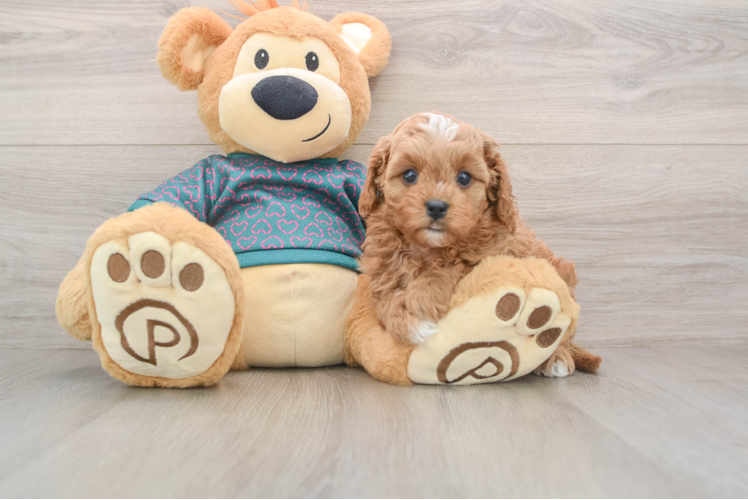 Fluffy Cavapoo Poodle Mix Pup