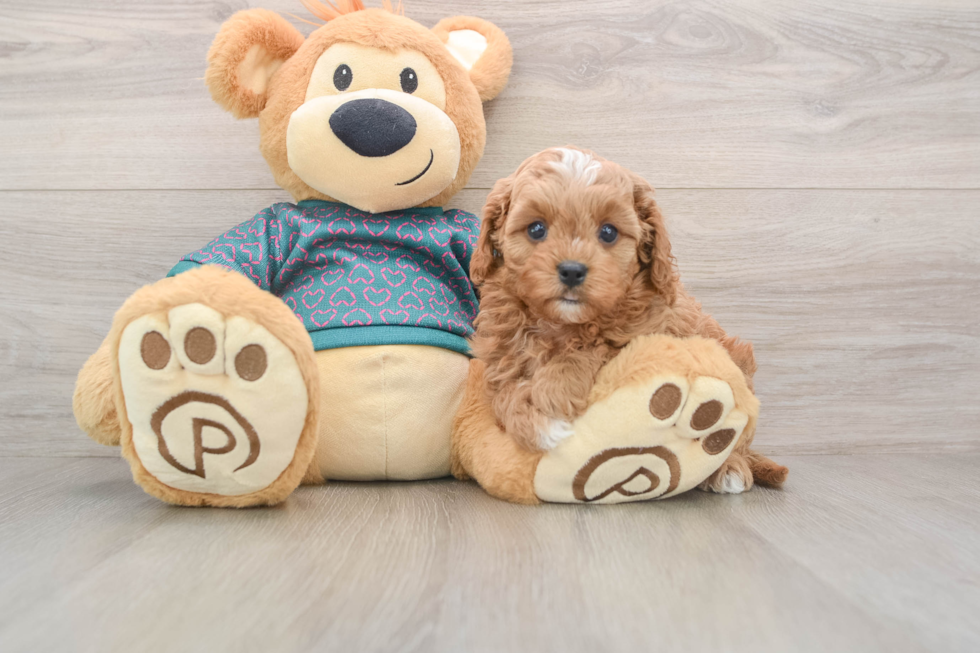 Fluffy Cavapoo Poodle Mix Pup