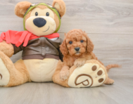 8 week old Cavapoo Puppy For Sale - Premier Pups