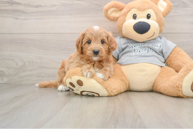 Best Cavapoo Baby