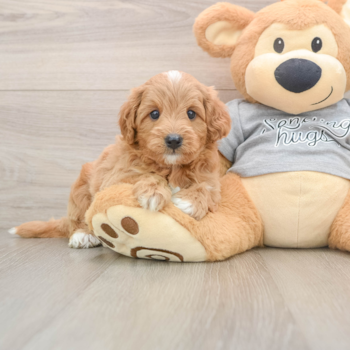 Best Cavapoo Baby