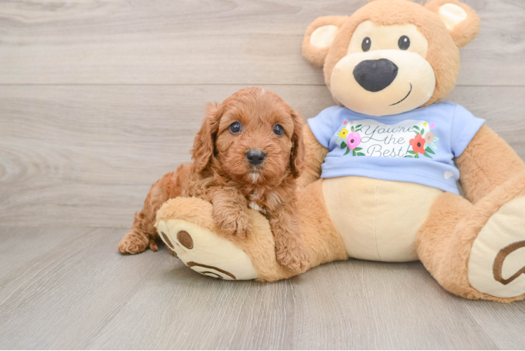 Best Cavapoo Baby