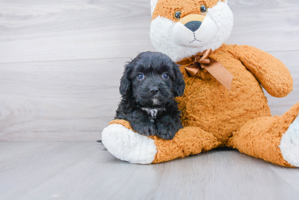 Cavapoo Pup Being Cute