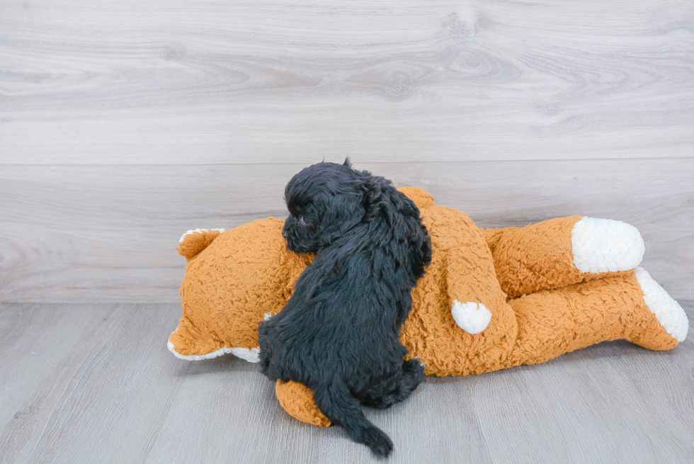 Cavapoo Puppy for Adoption