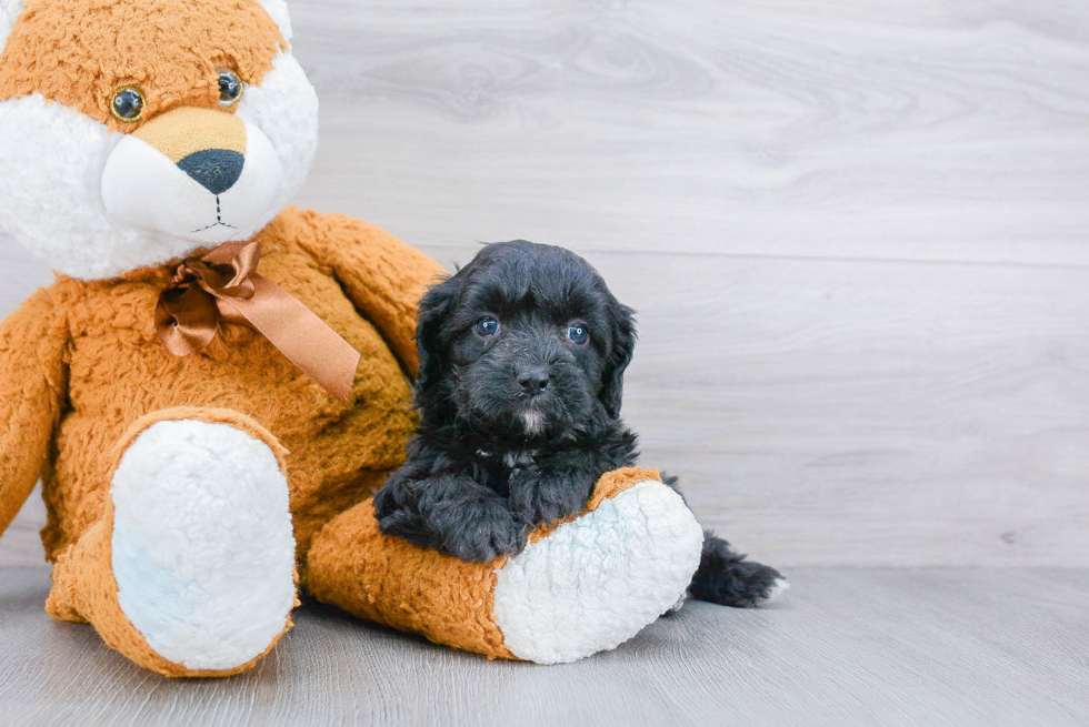 Cavapoo Puppy for Adoption