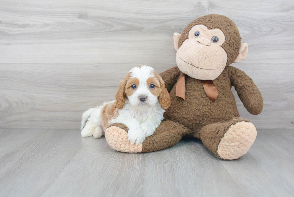 Cavapoo Pup Being Cute