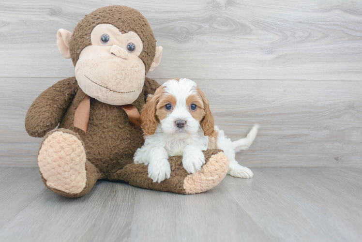 Friendly Cavapoo Baby