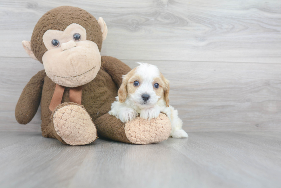 Cavapoo Pup Being Cute