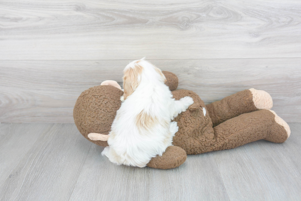 Little Cavoodle Poodle Mix Puppy