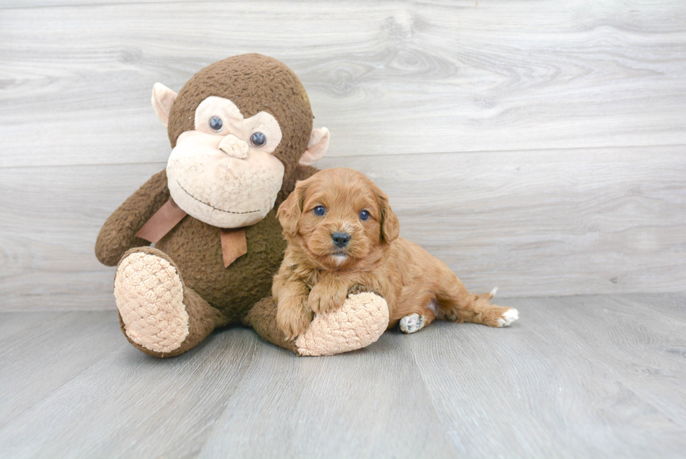 Hypoallergenic Cavoodle Poodle Mix Puppy