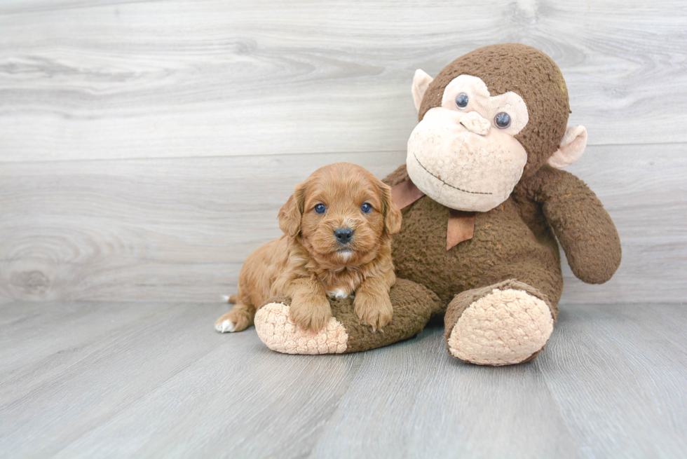 Happy Cavapoo Baby