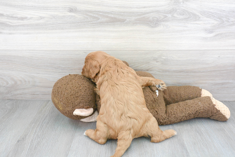 Adorable Cavoodle Poodle Mix Puppy